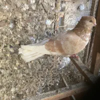 کبوترپرشی (گرفتنی)