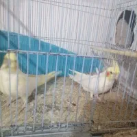 جفت عروس هلندی