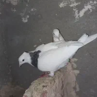 فروش کبوتر طوقی|پرنده|بناب, |دیوار