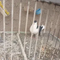 دمگیر نر|پرنده|اصفهان, فردوان|دیوار