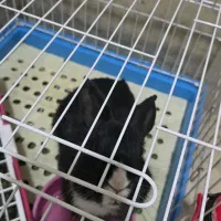 قفس مخصوص خرگوش با جای دستشویی وغذا