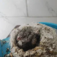 سهره چونه سفید روباهی