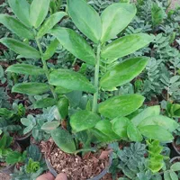 زاموفیلیا سبز هلندی|گل و گیاه طبیعی|تهران, سازمان آب|دیوار