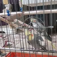 عروس هلندی جفت|پرنده|پاکدشت, پاکدشت (مامازند)|دیوار