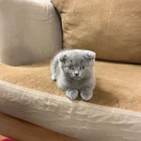 بچه گربه اسکاتیش بلو