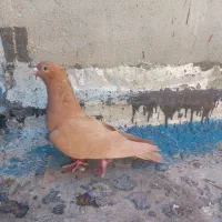 زرد کرمانی کاکلی