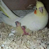 جفت عروس هلندی مولد
