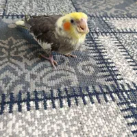 عروس هلندی آهویی