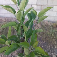 زمین ویلایی ۵۰۰متری|فروش زمین و ملک کلنگی|بستان آباد, |دیوار