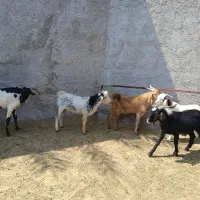 فروش ۶تا کهره نر سالم و سرحال|حیوانات مزرعه|مهر, |دیوار