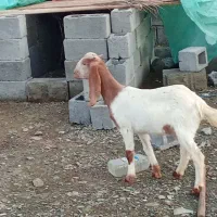 کهره ماده گوش بلند