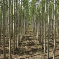 رشد سریع و بــازدهی بالا با نـهــال صــنــوبــر