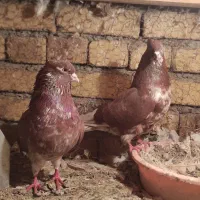 کبوتر|پرنده|نوشین شهر, |دیوار