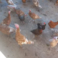 بوقلمون های ماده و نر سرجمع و تکی