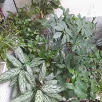 گل طبیعی|گل و گیاه طبیعی|بروجرد, |دیوار