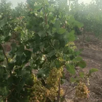 مهندسی و مشاوره باغات پسته|خدمات باغبانی و درختکاری|سروستان, |دیوار