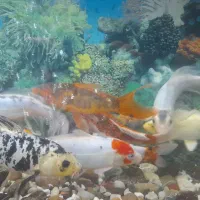 ماهی کوی درشت|ماهی|قدس, شهرقدس|دیوار