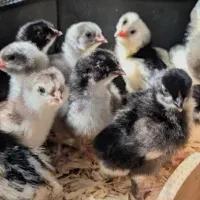 مرغ|حیوانات مزرعه|گتوند, |دیوار