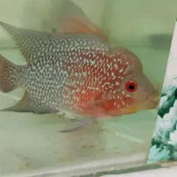 ماهی فلاور هورن|ماهی|بجنورد, |دیوار