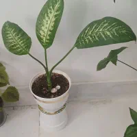 گلهای آپارتمانی|گل و گیاه طبیعی|ساوه, |دیوار