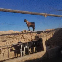 سه عدد کره نر  پاکستانی هر سه تا مال یک بز هستن|حیوانات مزرعه|ماهان, |دیوار