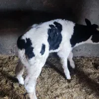 گاو شیری و گوساله