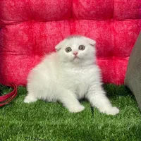 گربه های گوگولی و اصیل (پرشین بریتیش اسکاتیش)|گربه|بندرعباس, |دیوار