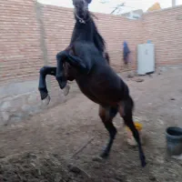 کره نریان سردم گیر 3ساله آماده سواری