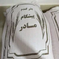 بذر گندم پیشگام مادر
