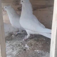 کفتر اراکی|پرنده|ساوه, |دیوار
