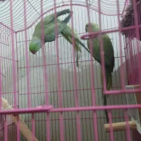 جفت طوطی ملنگو|پرنده|زرند, |دیوار