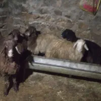 بره نر درجه یک فروشی|حیوانات مزرعه|بیرانوند, |دیوار