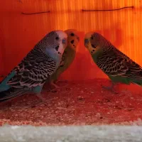 مرغ عشق های سالم و سرحال یک ماده و دو نر
