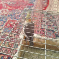 عروس هلندی|پرنده|سبزوار, شهدا|دیوار