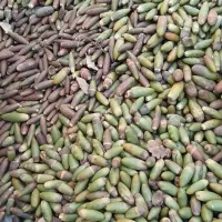 بلوط درجه 1ودرشت