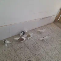 پرپا گلی تزئینی