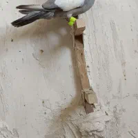 سرک سبز و یه کت سفید