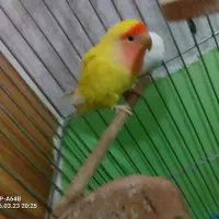 طوطی برزیلی