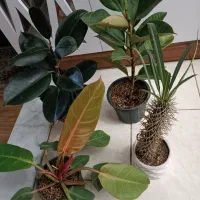 گل و گیاه آپارتمانی|گل و گیاه طبیعی|مشهد, کشف|دیوار