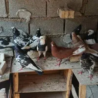 پرنده کبوتر رنگی
