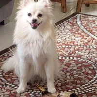 سگ پامر اشپیتز ماده