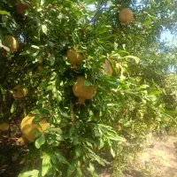 اناردرجه یک|خوردنی و آشامیدنی|شیراز, سفیرشمالی|دیوار