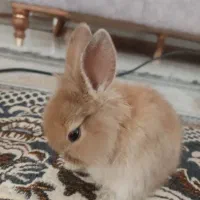 خرگوش عروسکی مینی