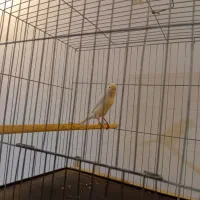 یک جفت قناری کلکسیونی