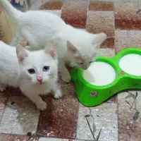 فروش دوتا بچه گربه
