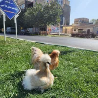 جوجه ابریشمی جوجه ورورک لاکنولدرفول کیفیت|حیوانات مزرعه|مشهد, شهرک شیرین|دیوار