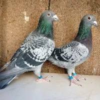 کبوتر پلاکی مسافت بلند|پرنده|قم, پامنار|دیوار