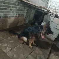 ژرمن شپرد کینگ نر