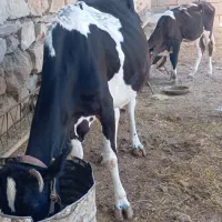 گاو دو رگه با گوساله نر|حیوانات مزرعه|مسجد سلیمان, |دیوار