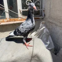 جوجه کفتر کرمونی ذات دار پلاکی ۲۰۲۶